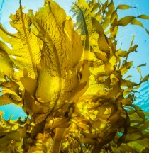 黄金海藻エキス （ラミナリアオクロロイカエキス）